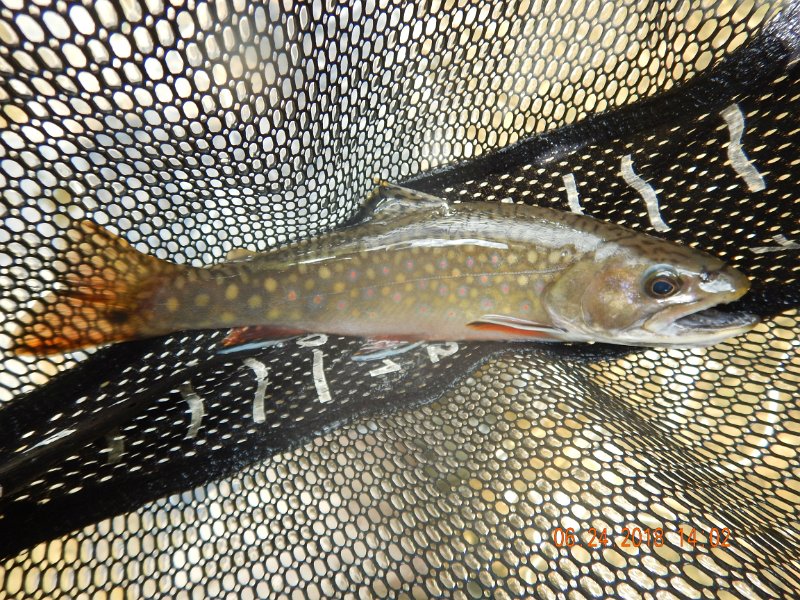 -Kettle Valley-092-.jpg - Then I was back in brookies again.  Nice!